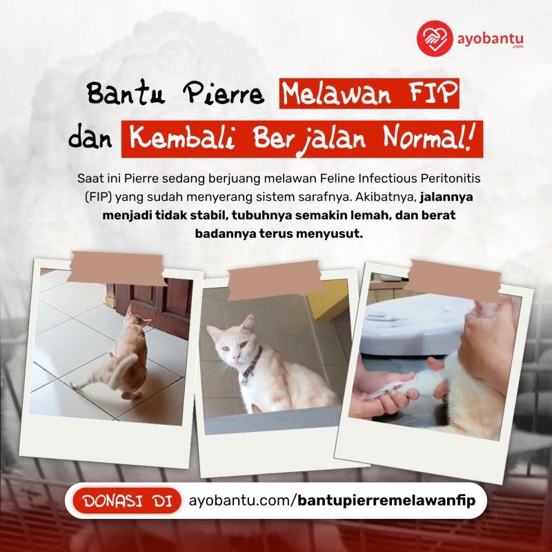 Bantu Pierre Melawan FIP dan Kembali Berjalan Normal