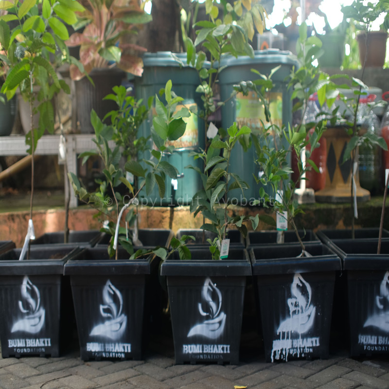 Aksi Tabulampot BBF Bersama SMPK Santa Katarina