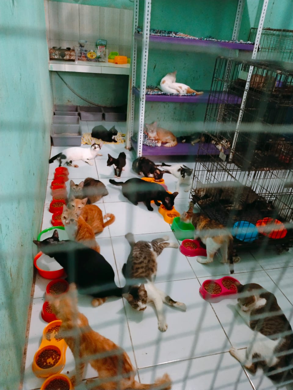 Bantu Bangun Shelter Kucing Terlantar