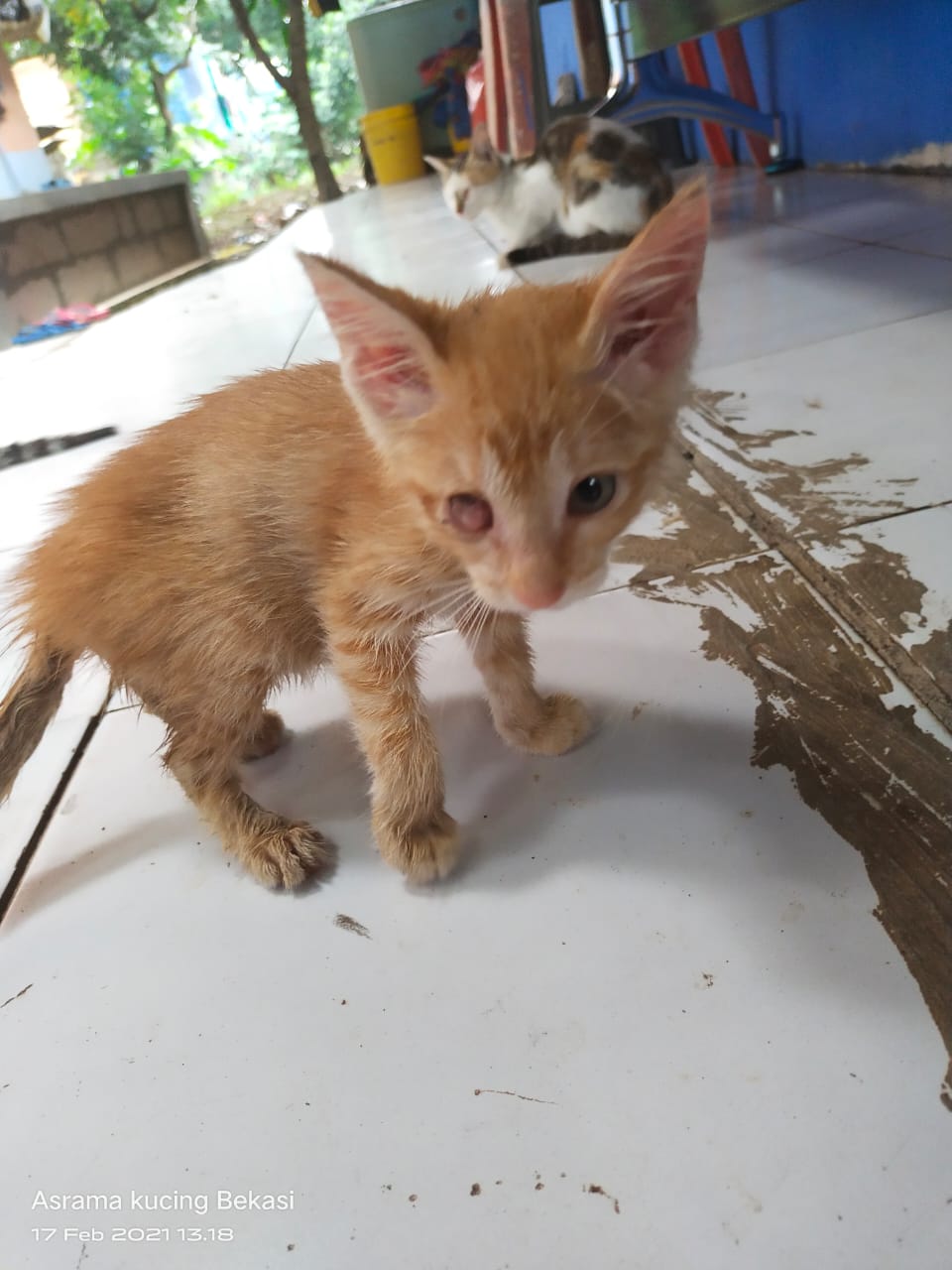 Bantu Bangun Shelter Kucing Terlantar