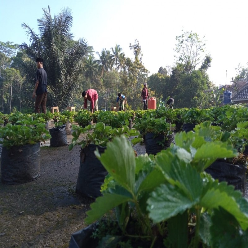 Wujudkan Kampung santri..hanya 100.000/M²