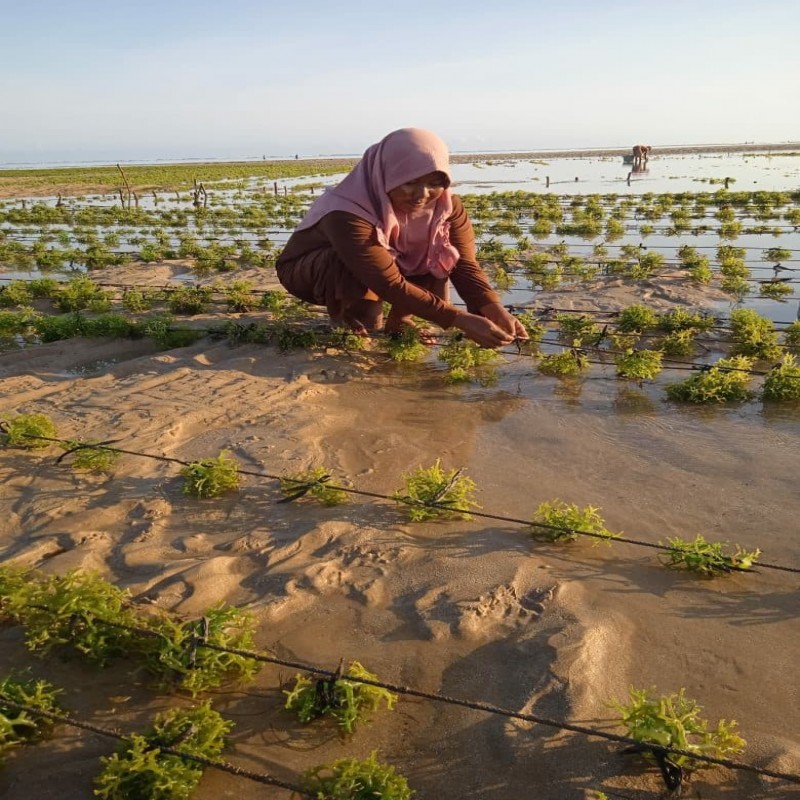 BANTU NELAYAN ALOR BERTAHAN PASCA BENCANA