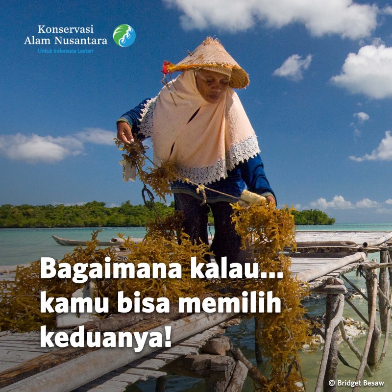 Jaga Laut dengan Budi Daya Rumput Laut