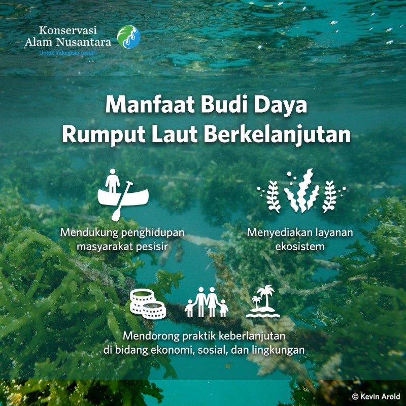 Jaga Laut dengan Budi Daya Rumput Laut