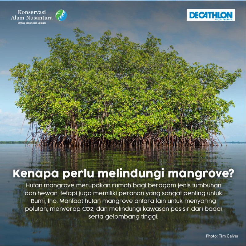 Run for Planet: Dukung 4000 Orang Berlari untuk Mangrove bersama YKAN dan Decathlon - Cecep