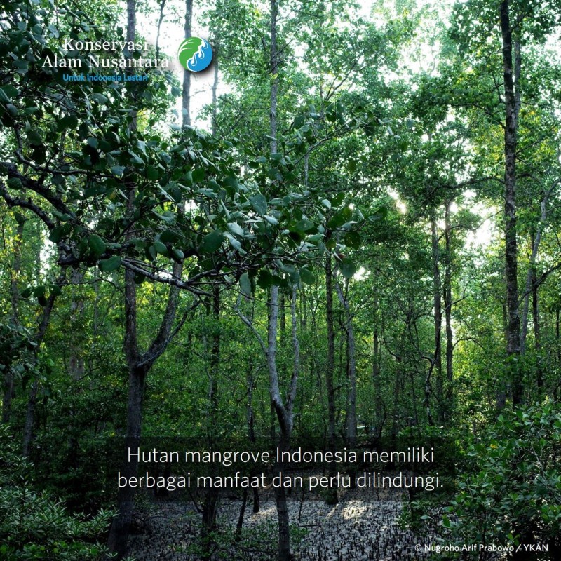 Berkah Berlipat Ganda untuk Mangrove