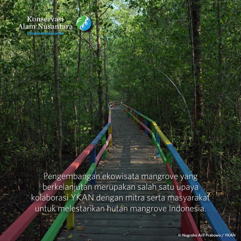 Berkah Berlipat Ganda untuk Mangrove