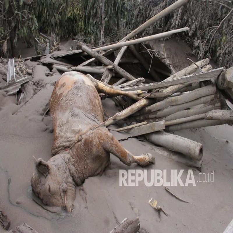 Bantuan Bakalan Ternak bagi Korban Erupsi Semeru