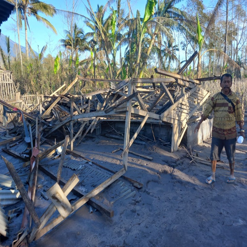 Bantuan Bakalan Ternak bagi Korban Erupsi Semeru