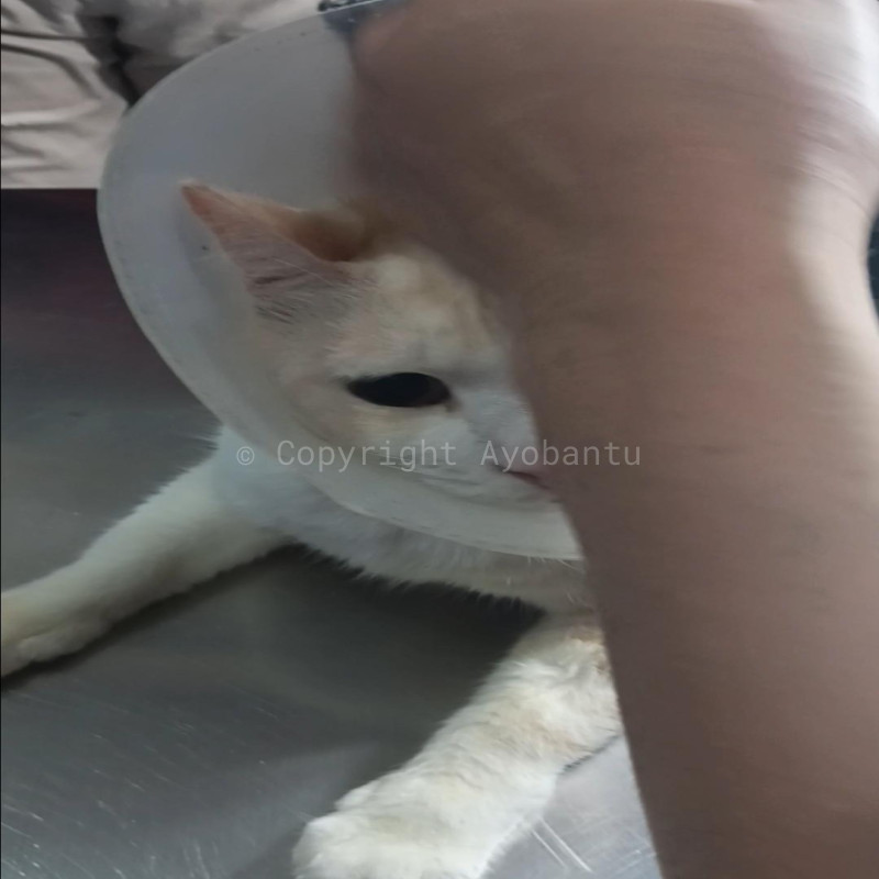 Bantu Pierre Melawan FIP dan Kembali Berjalan Normal