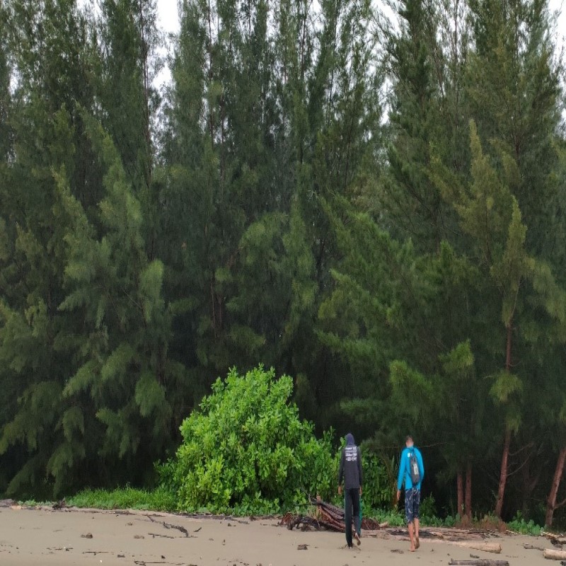 Penyu Punah, Ekosistem Laut Mati