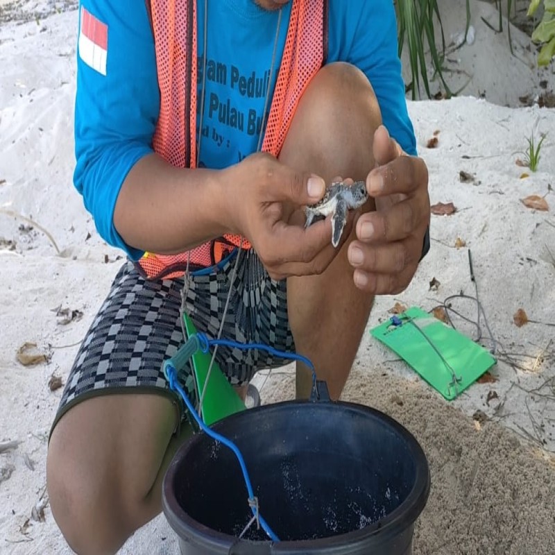 Penyu Punah, Ekosistem Laut Mati