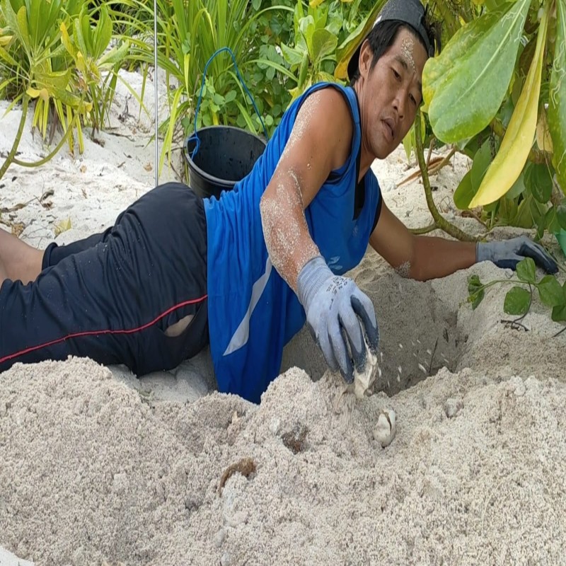 Penyu Punah, Ekosistem Laut Mati