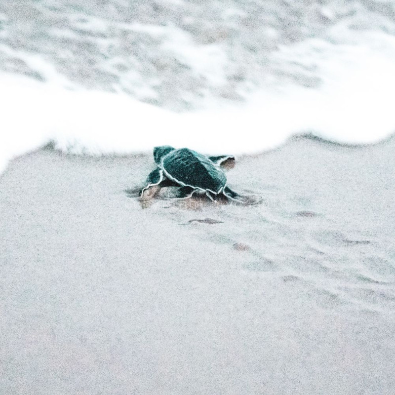 Bantu Penyu Mencari Jalan Pulang