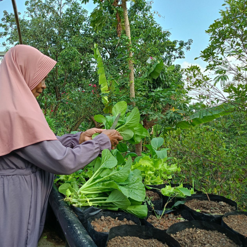 Bantu Ibu Rumah Tangga Bisa Menanam Sayur di Halaman Rumahnya