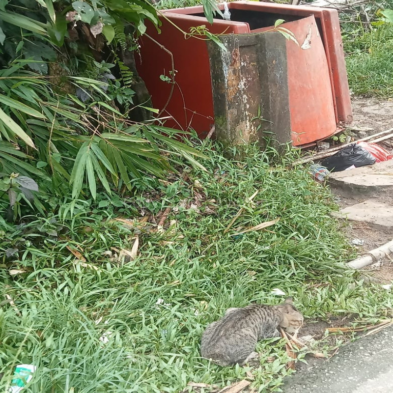 ayo bantu kado natal kucing jalanan