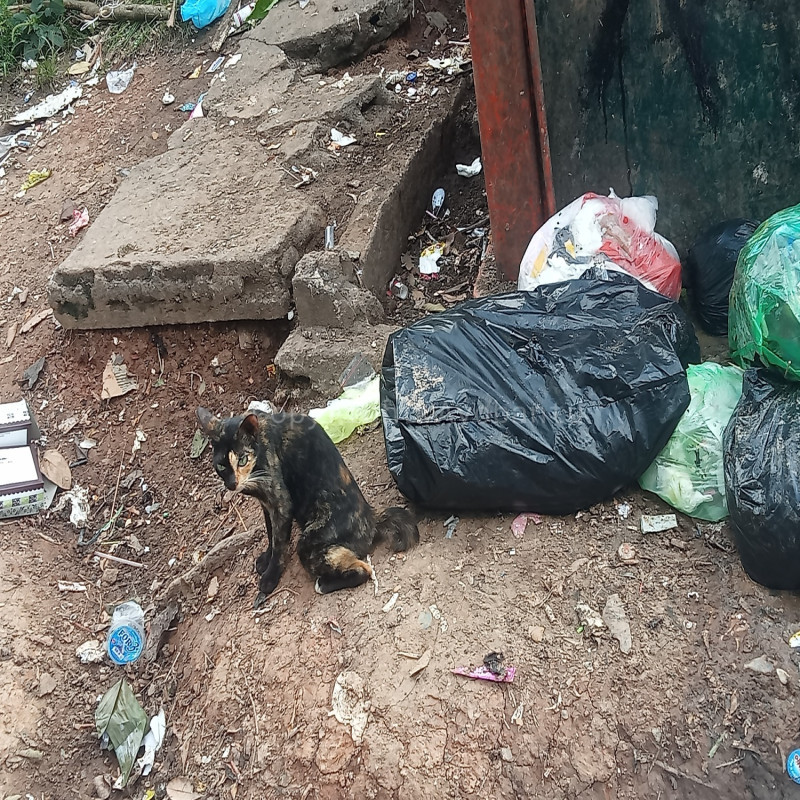 Ayo bantu kucing terlantar