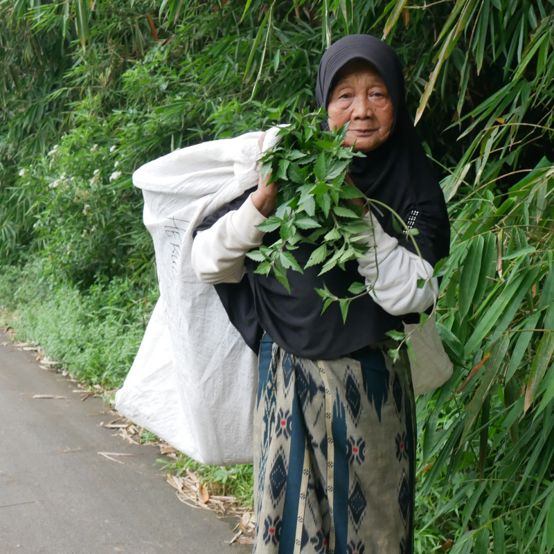 BANTU! LANSIA PENYAYANG KUCING YANG HIDUP SEBATANG KARA