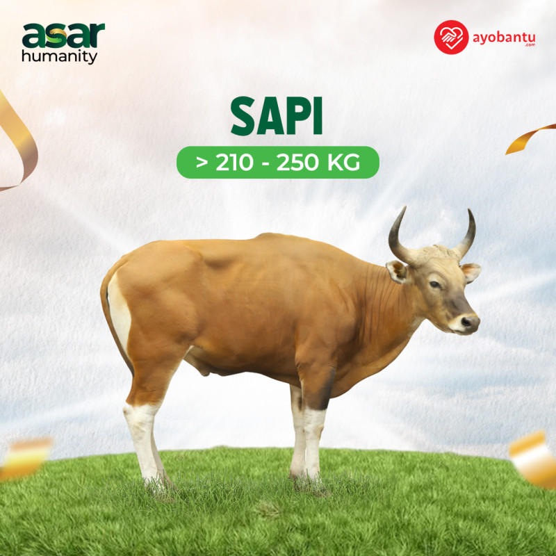 Qurban Pelosok Negeri