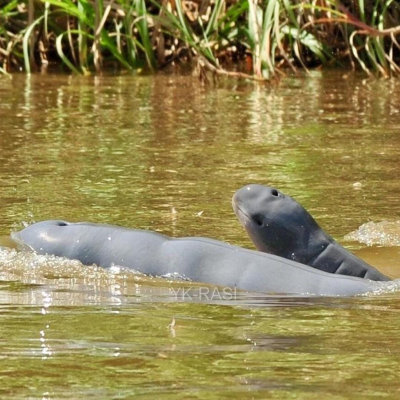 Waves of Hope: Let's Preserve Mahakam's Dolphin Population