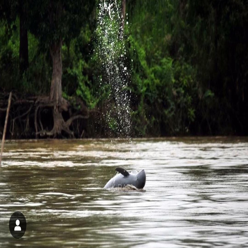 Waves of Hope: Let's Preserve Mahakam's Dolphin Population