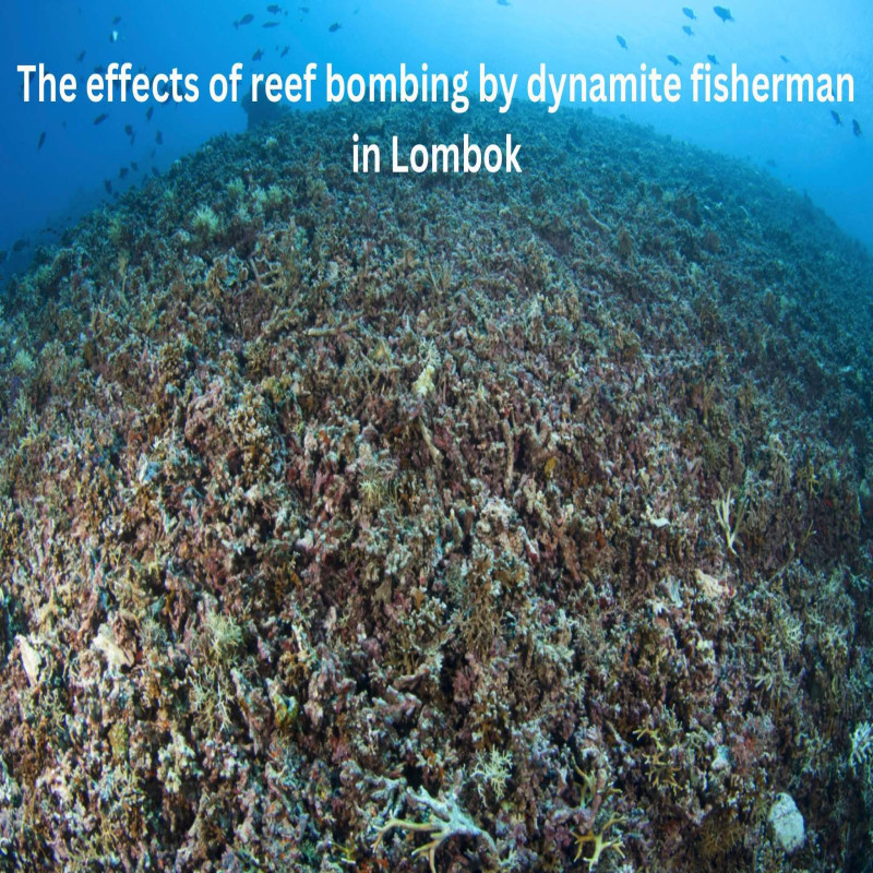Perbaikan Karang Rusak di Laut Lombok / Coral Restoration Lombok