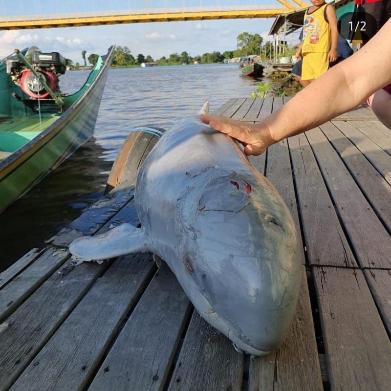 Waves of Hope: Let's Preserve Mahakam's Dolphin Population