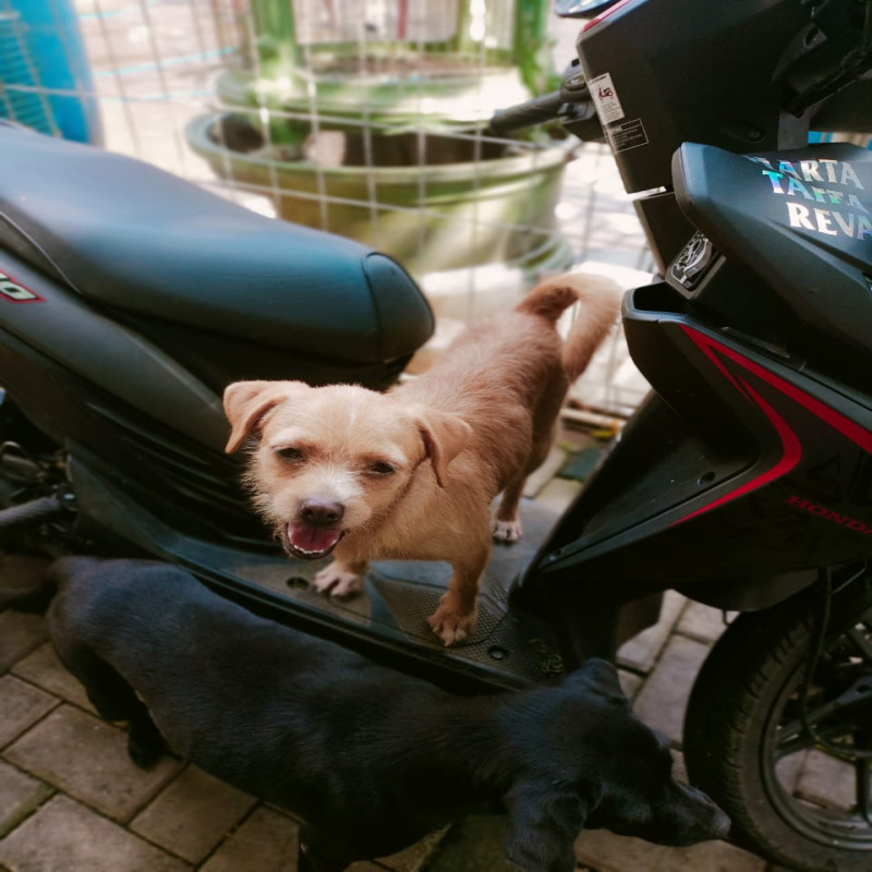 Bantu Pejaten Shelter Sejahterakan Hewan - Hewan Terlantar