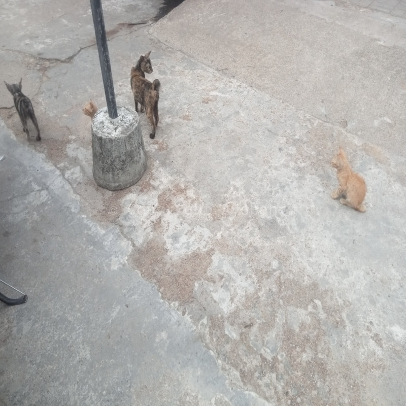 Ayo bantu kucing terlantar