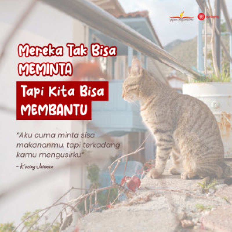 Ayo bantu kucing terlantar