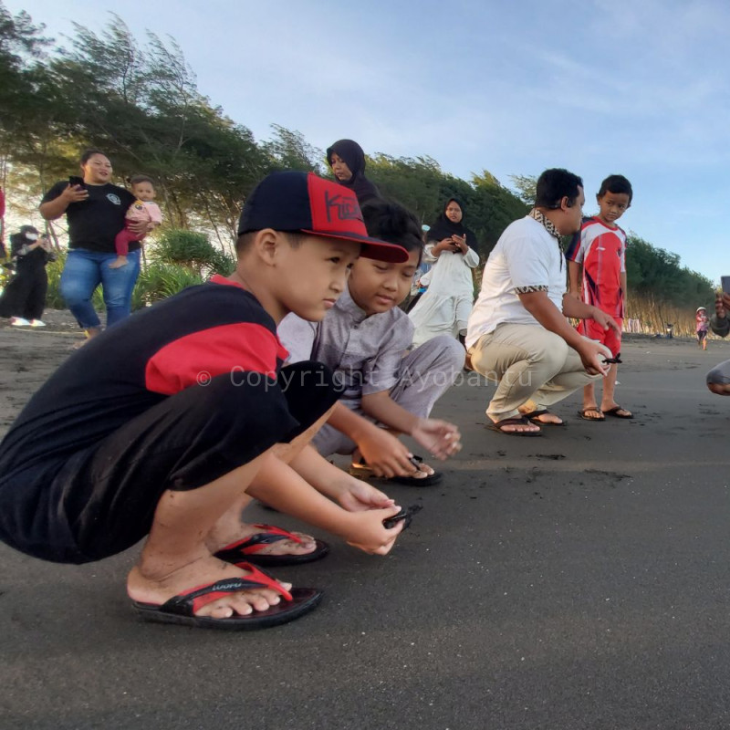 Bantu Penyu Mencari Jalan Pulang