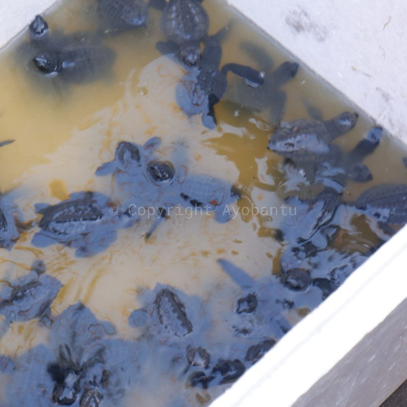 Bantu Penyu Mencari Jalan Pulang