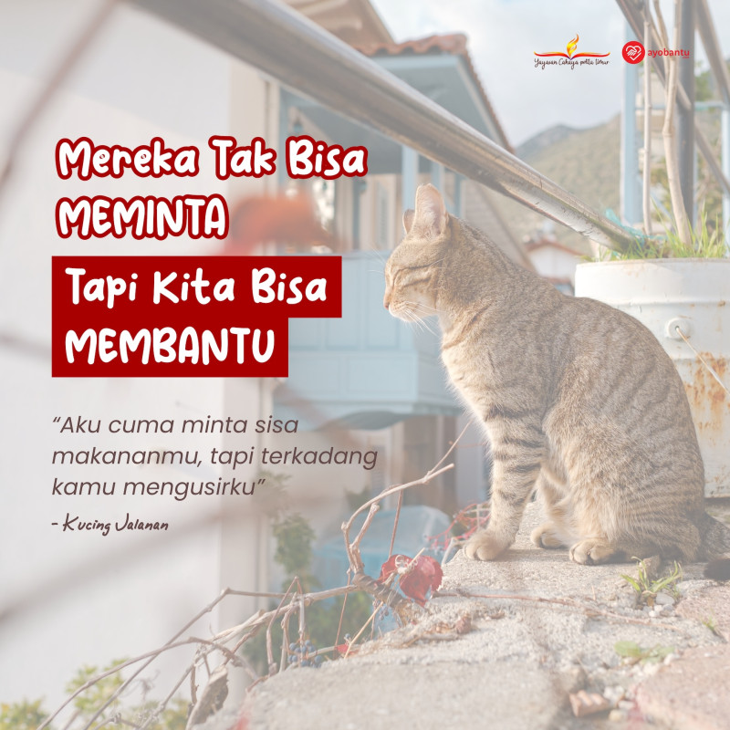 ayo bantu kucing jalanan