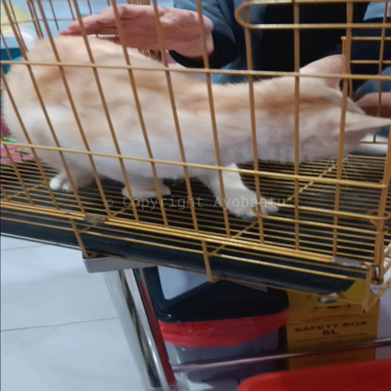 Bantu Pierre Melawan FIP dan Kembali Berjalan Normal