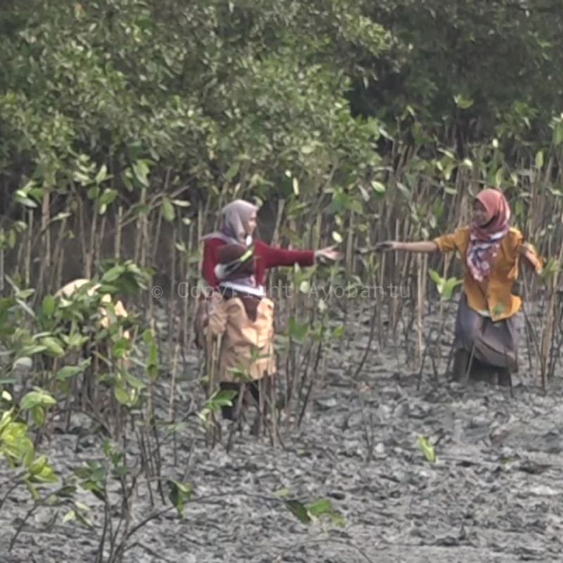 Pelestarian Ekoseistem Mangrove