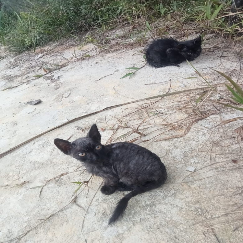 ayo bantu kado natal kucing jalanan