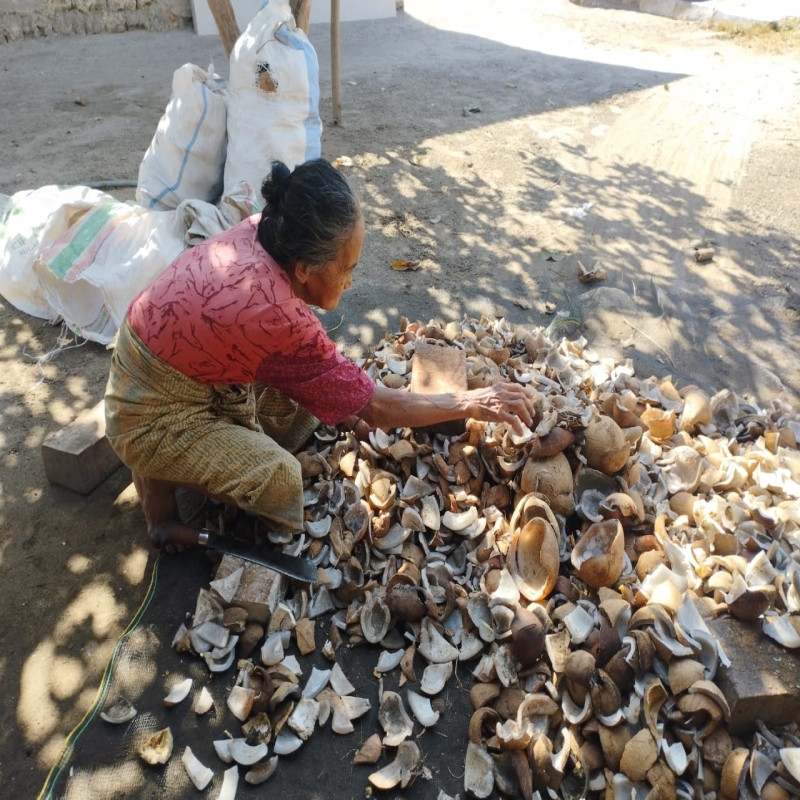 Nek Tio Menjadi Buruh Kopra Demi Bisa Bertahan Hidup