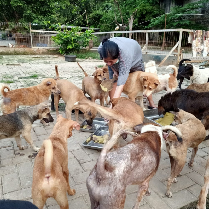 Bantu Pejaten Shelter Sejahterakan Hewan - Hewan Terlantar