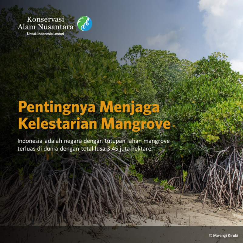 Mangrove untuk Masa Depan Kita