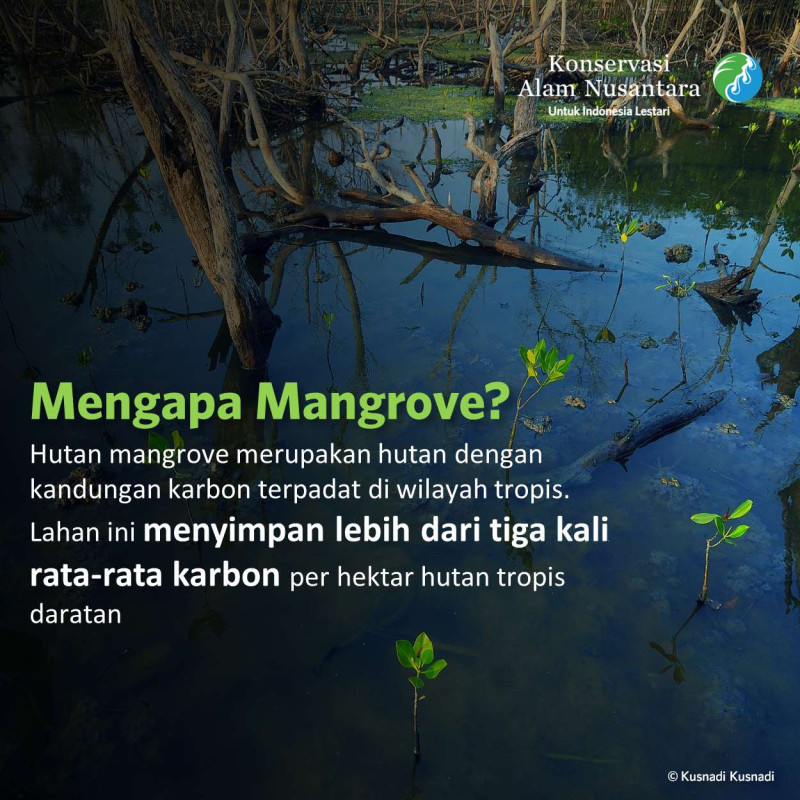 Berlari Untuk Mangrove Lestari